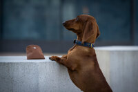 Leckerli-Beutel Klassik cognac