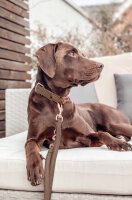 Halsband Klickverschluss