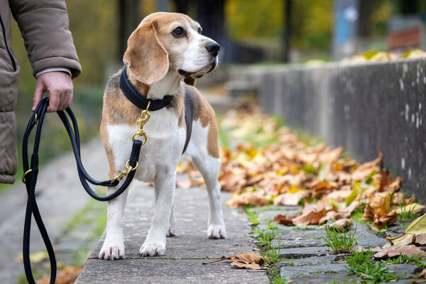Ledereine rundgenäht dunkelblau