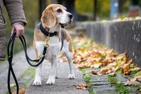 Ledereine rundgenäht dunkelblau