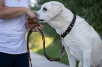 Lederhalsband Zugstopp Premium