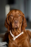 Lederhalsband rundgenäht elfenbein