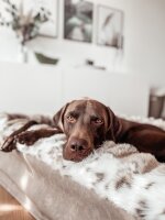 Hundebett Buddelbox Luchs