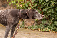 Halsband Klassik Premium Soft braun-cognac