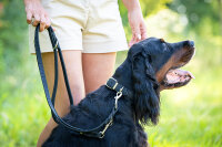 Lederleine Klassik 2m