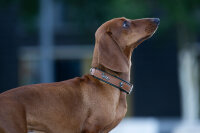 Halsband Dackel